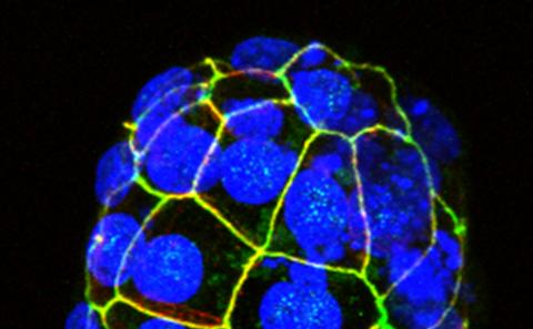 Image of Stem Cells